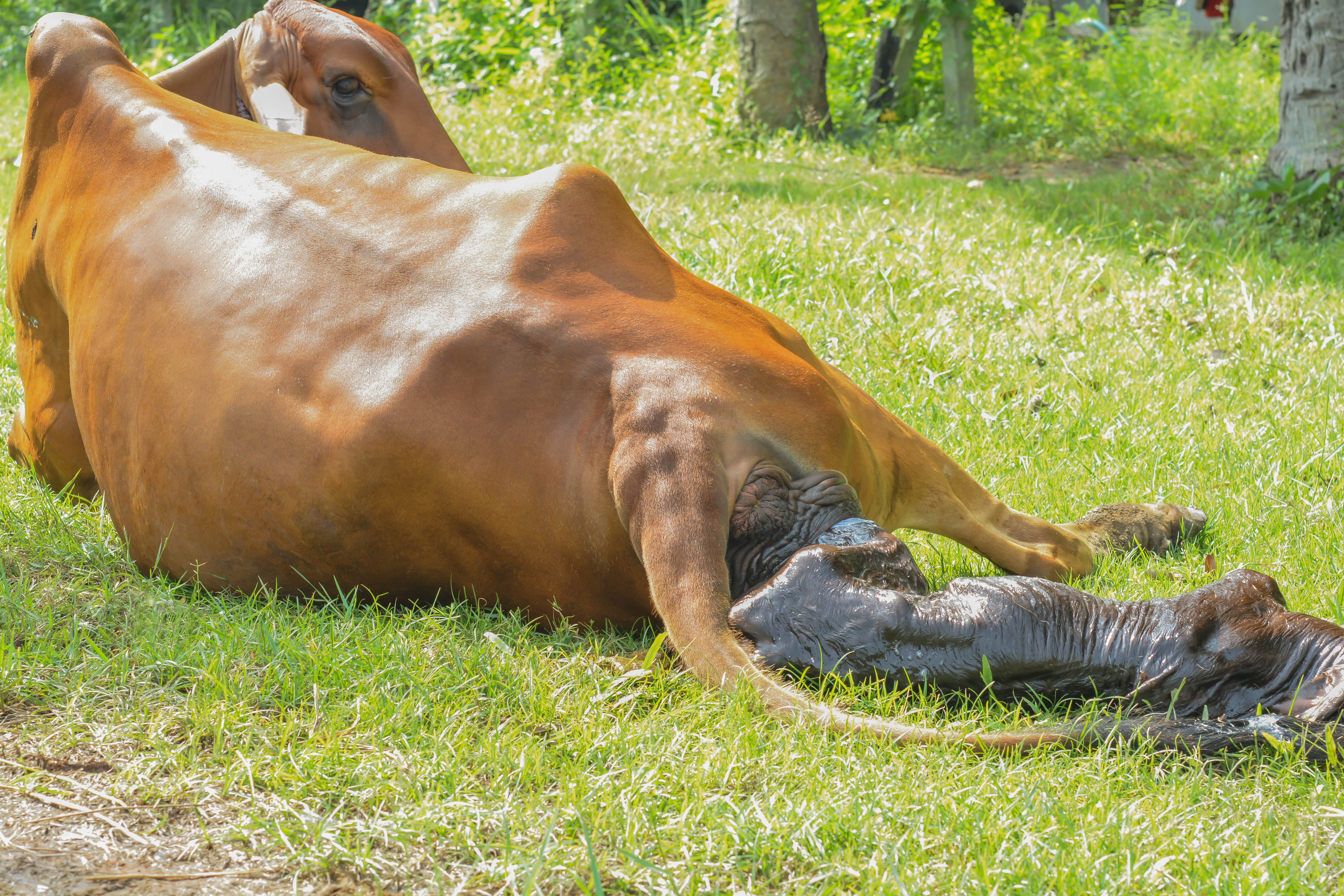 Kuh gebärt Kalb auf Wiese