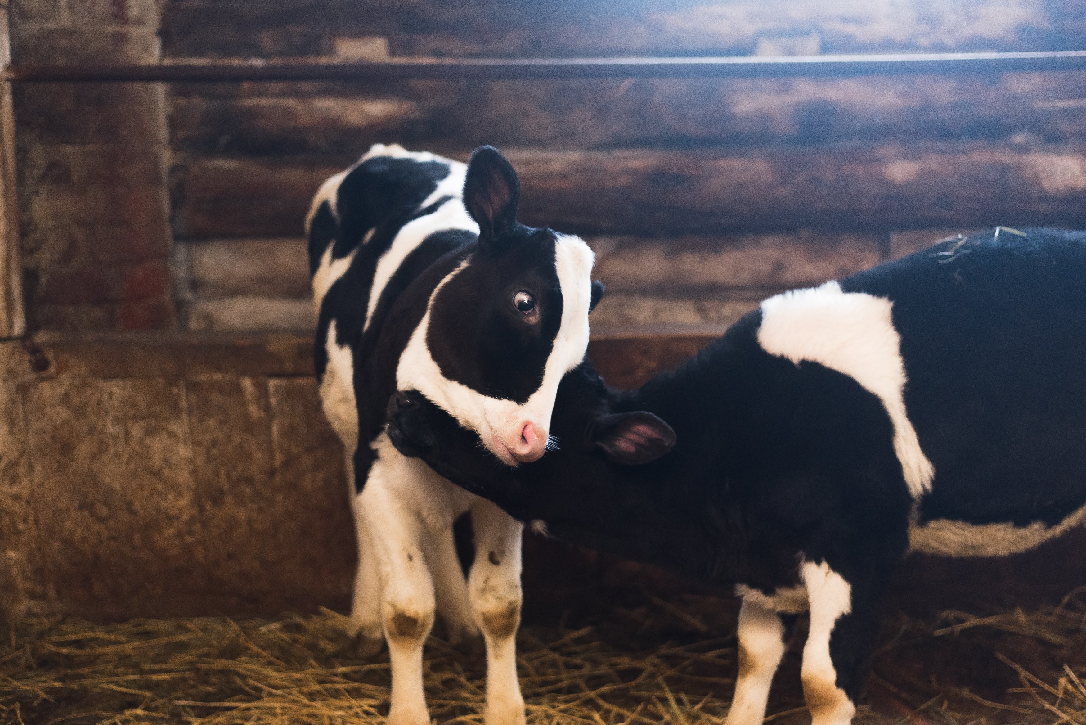 2 Kälber kuscheln im Stall