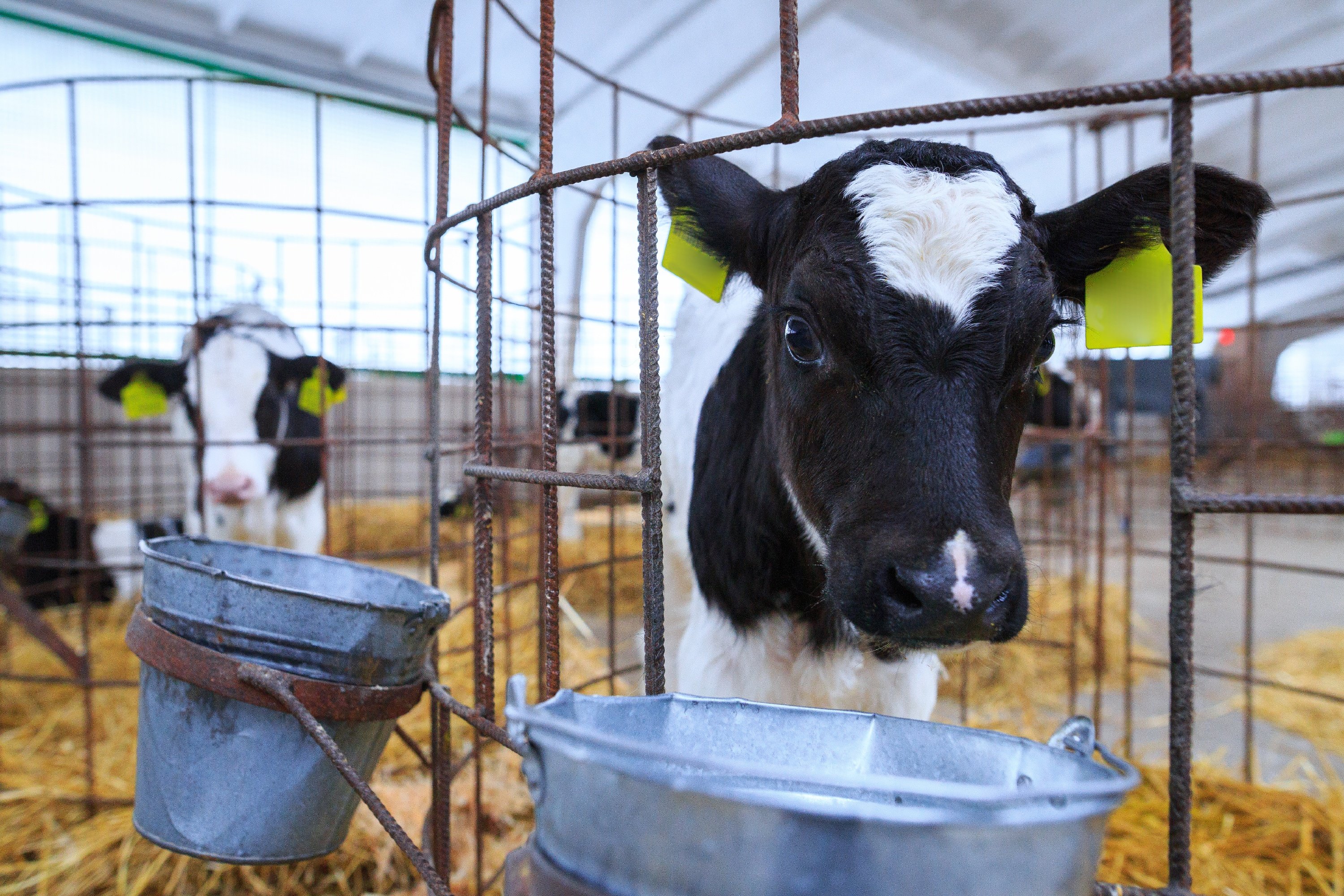 Kälber in runden Gittern