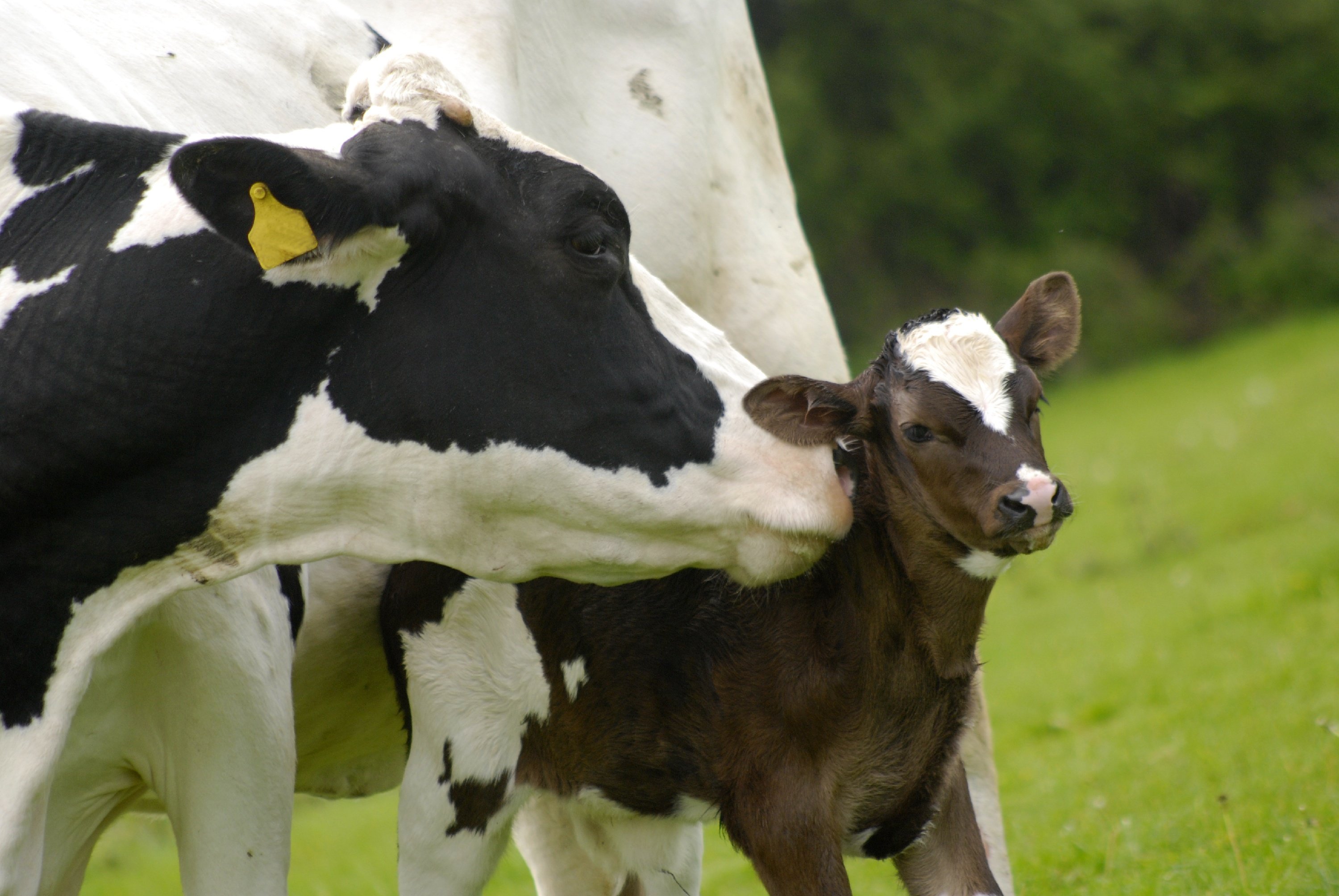 Mutterkuh knufft Kalb auf Wiese