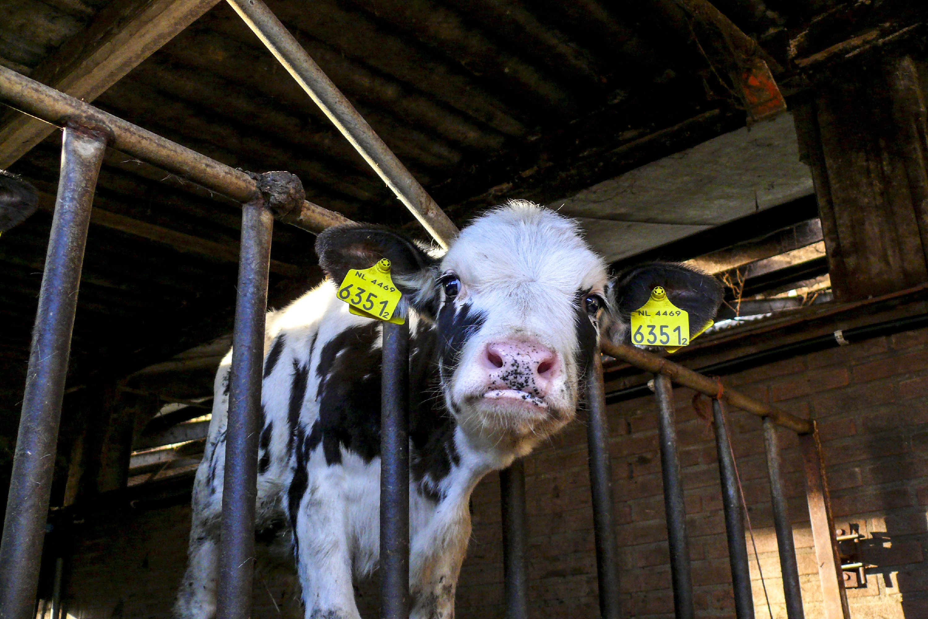 Kalb im Stall mit Kopf durch Gitter gesteckt