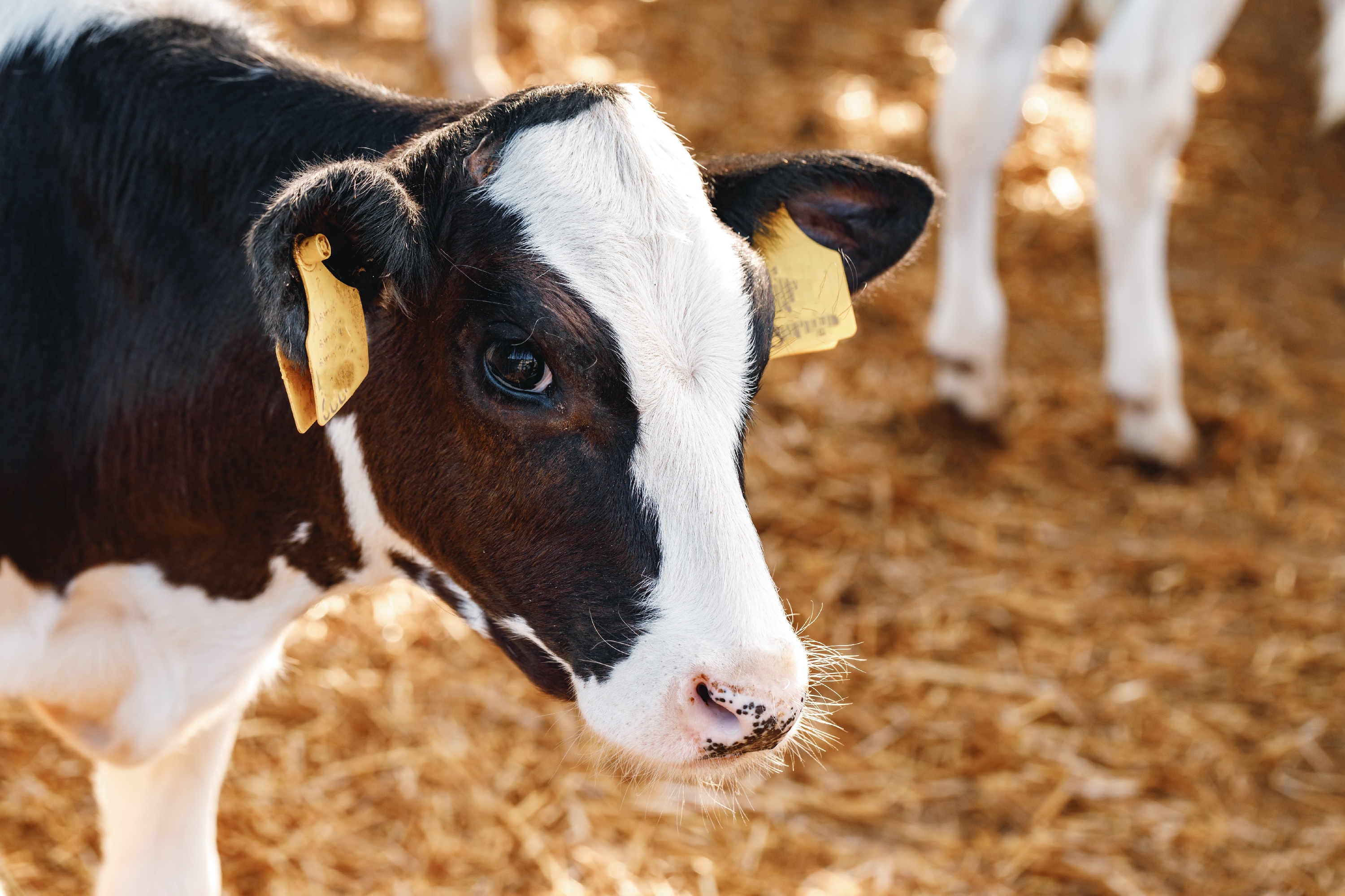 Kalb stehend mit gesenktem Kopf