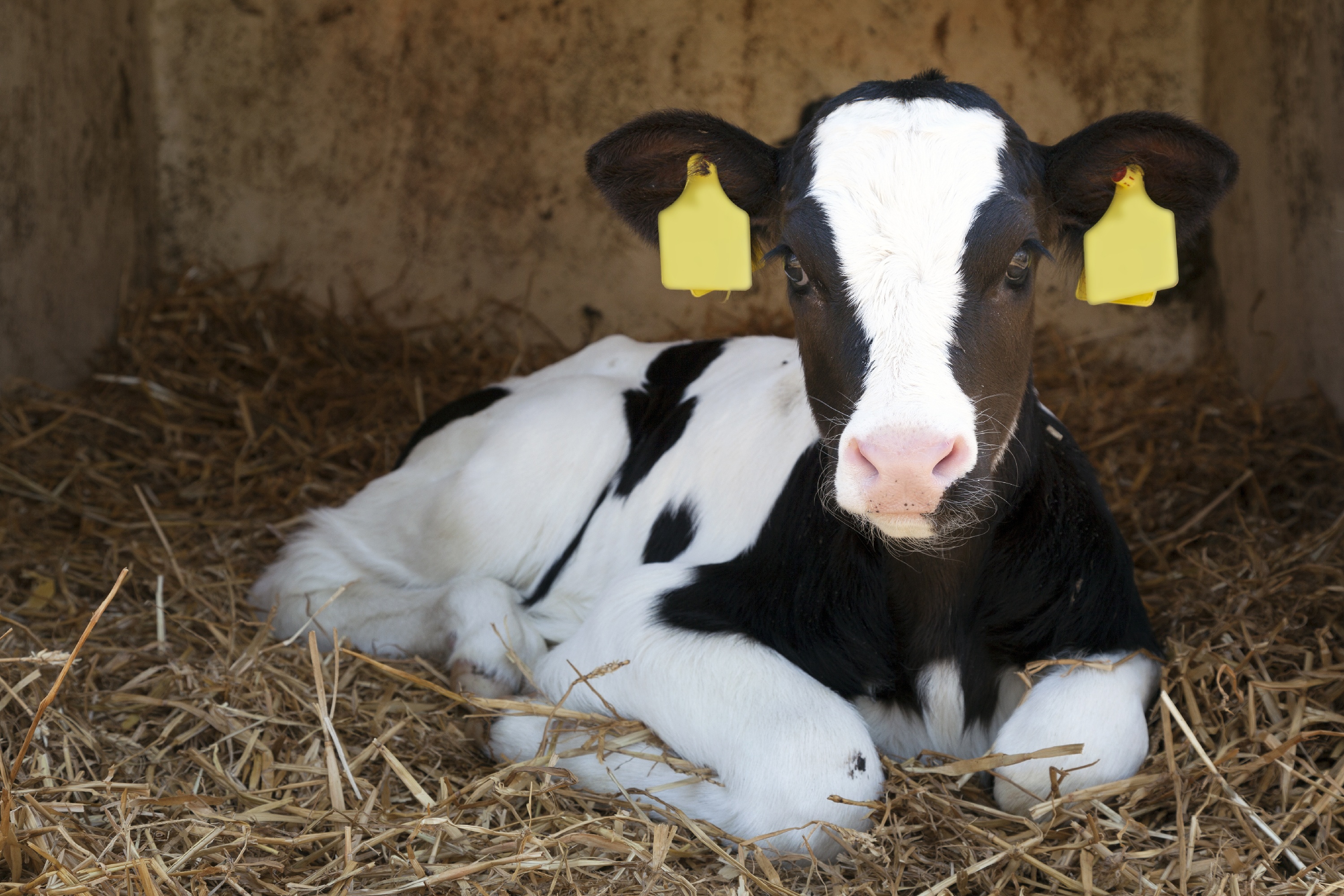 Kalb liegt auf Stroh in Iglubox