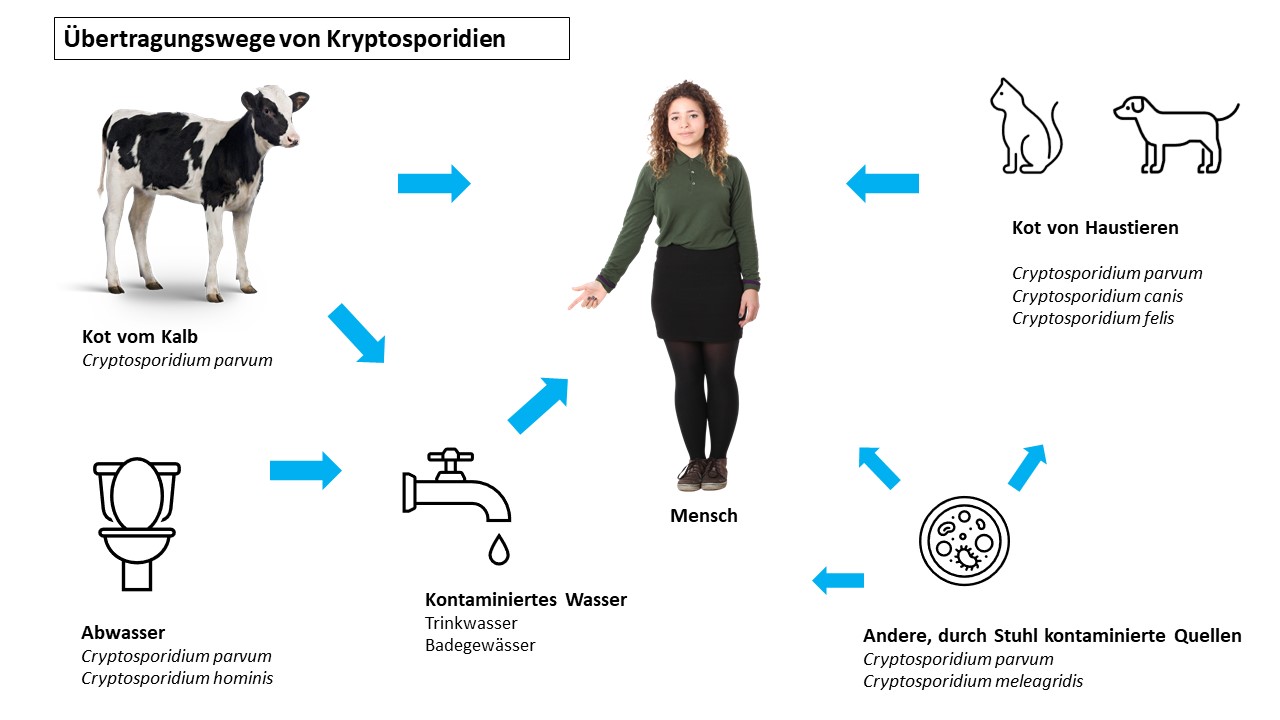 Kryptosporidiose Übertragungsweg 2