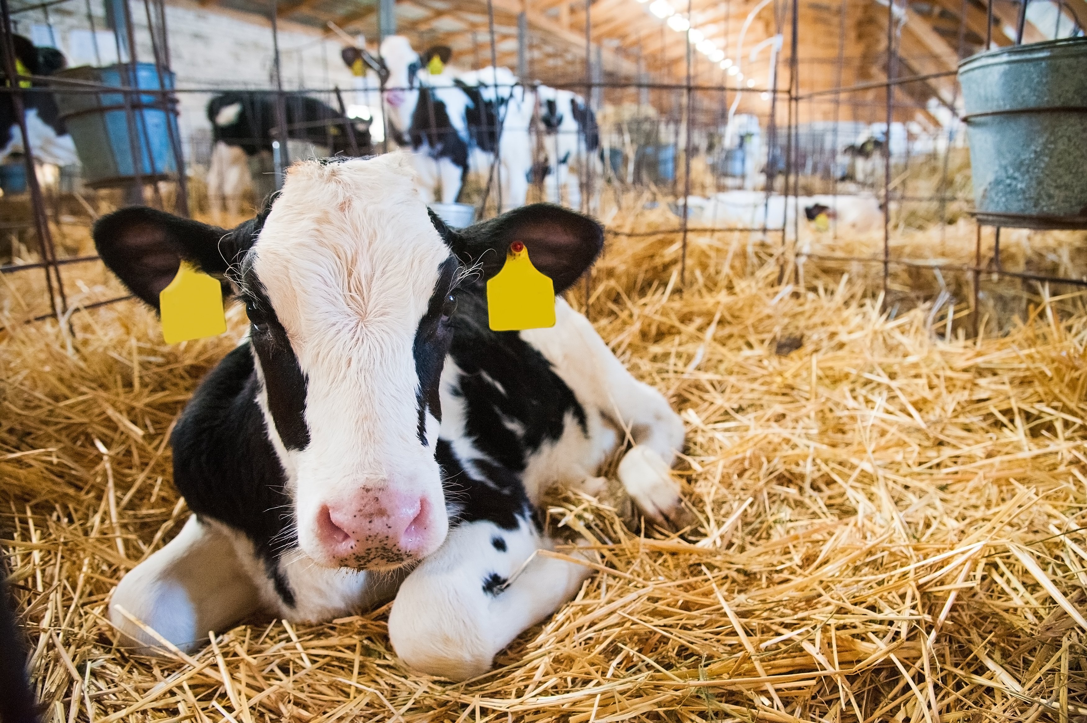 Mehr Erfolg mit gesunden Kälbern_Kalb Stroh Stall