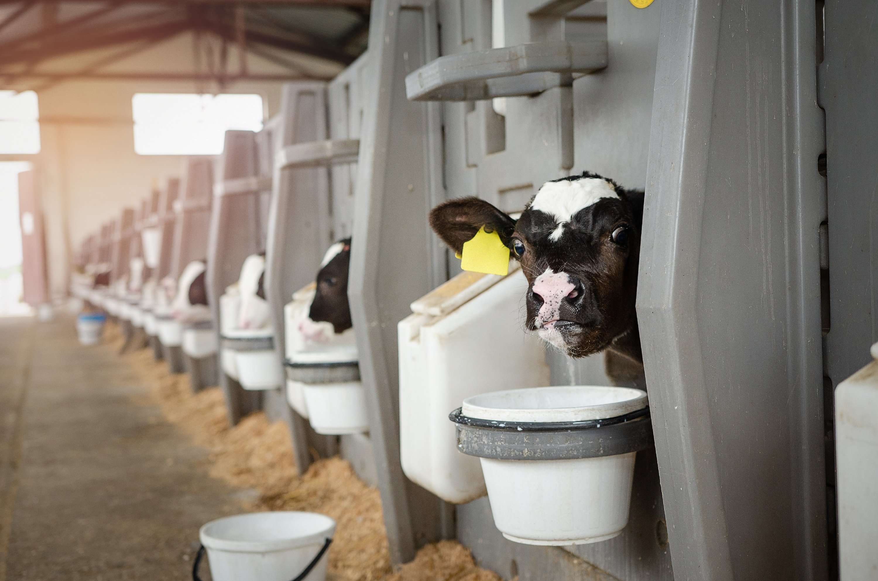 Kalb in Iglubox im Stall trinkend am Eimer