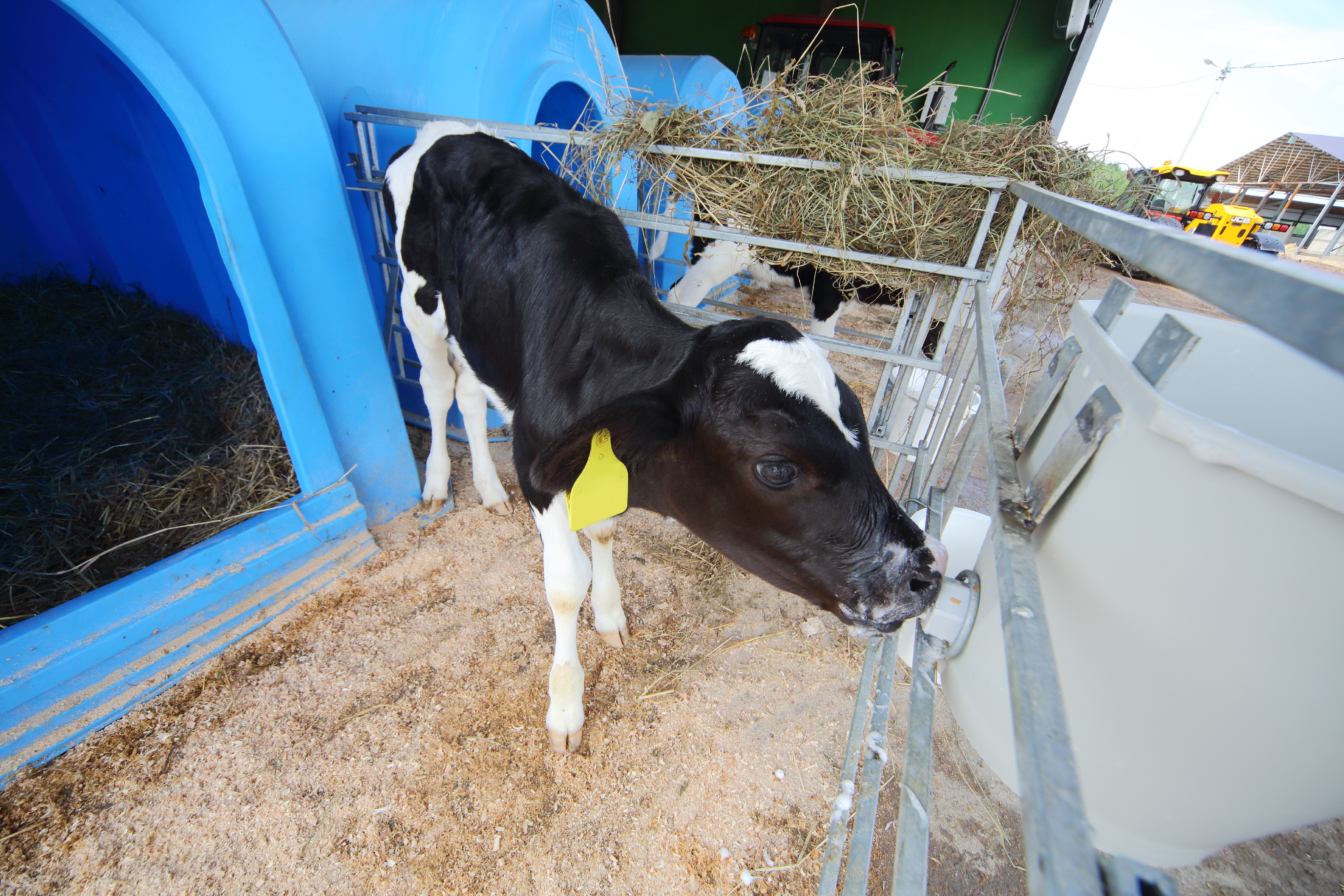 Kalb trinkt am Tränkeeimer