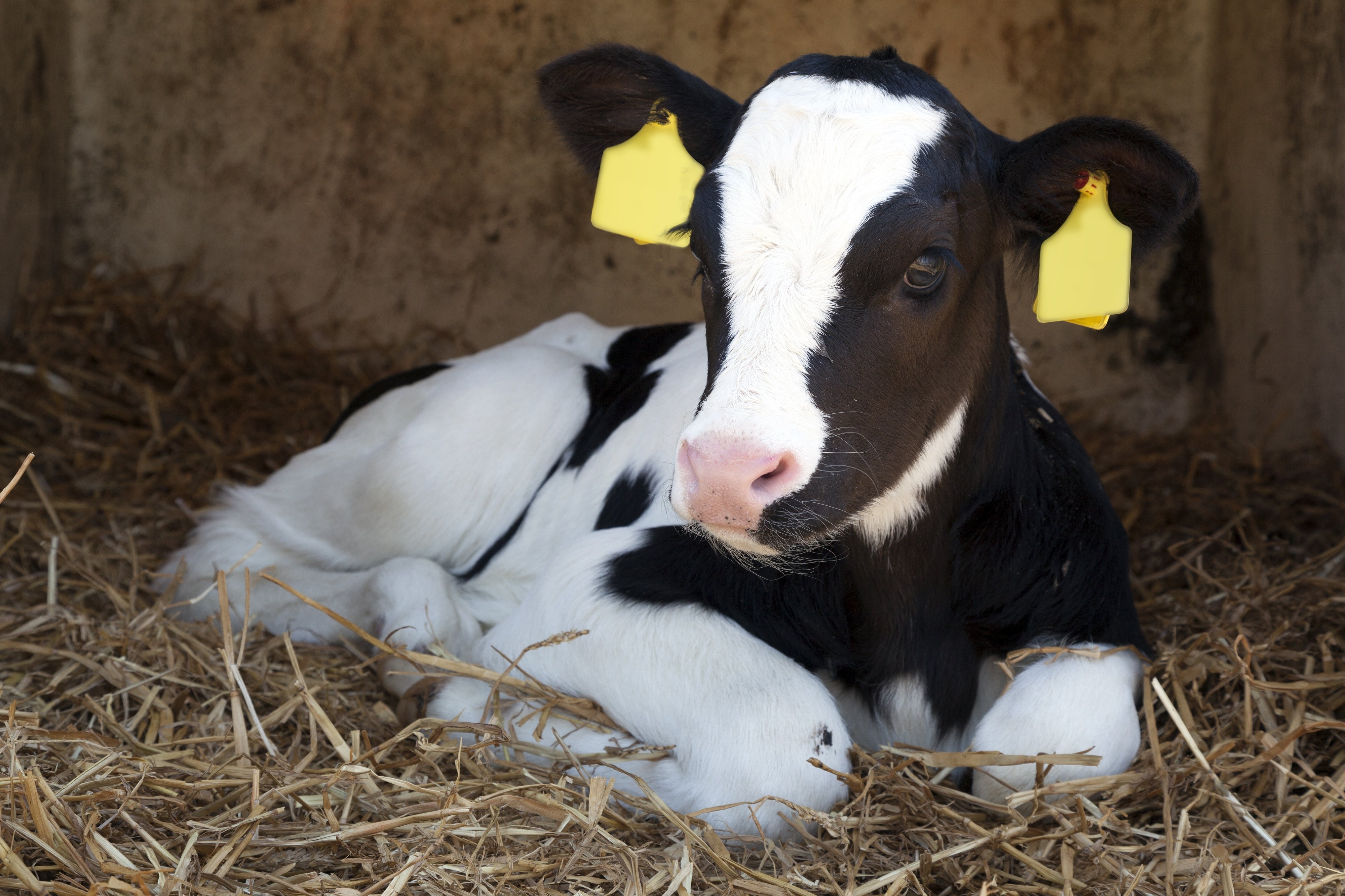 Kalb liegt im Stall im Heu