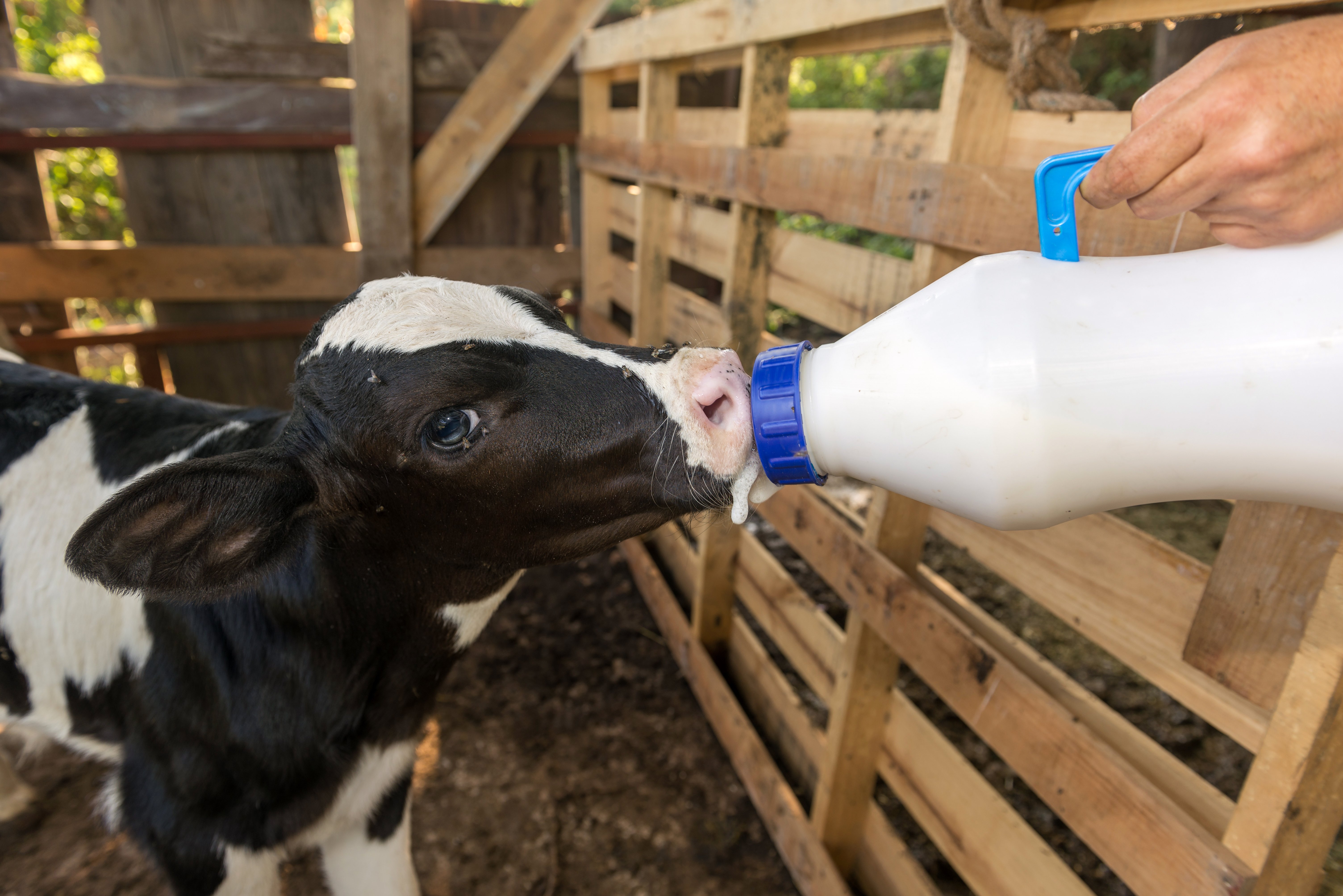 neugeborenes Kalb bekommt Milch