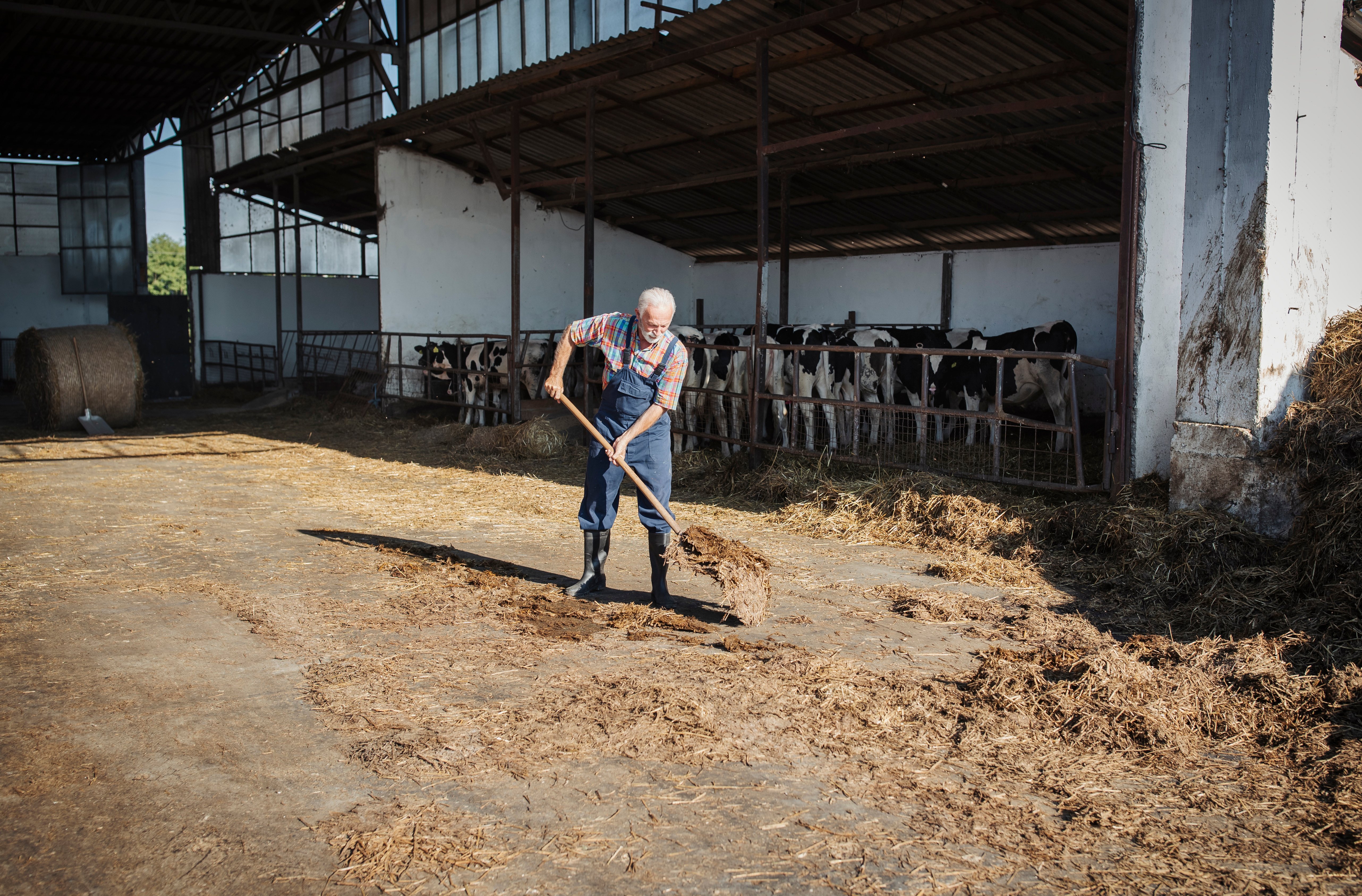 Ein älterer Bauer arbeitet in einer Scheune; im Hintergrund sind Kühe zu sehen