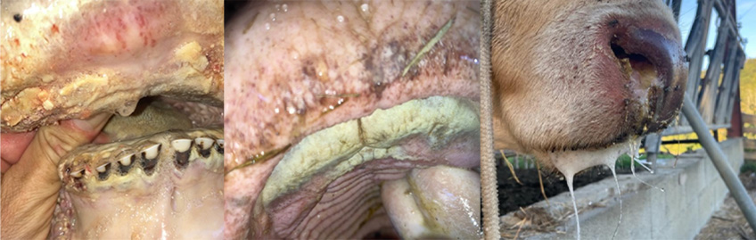 EHD _2