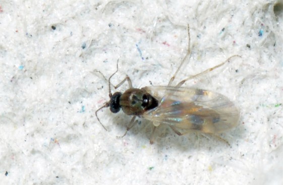 Culicoides groupe obsoletus Christophe Quintin