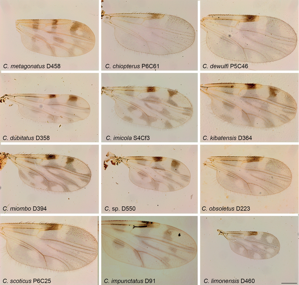 Parasite160094-fig2_Molecular_phylogeny_of_Culicoides_Figure_2