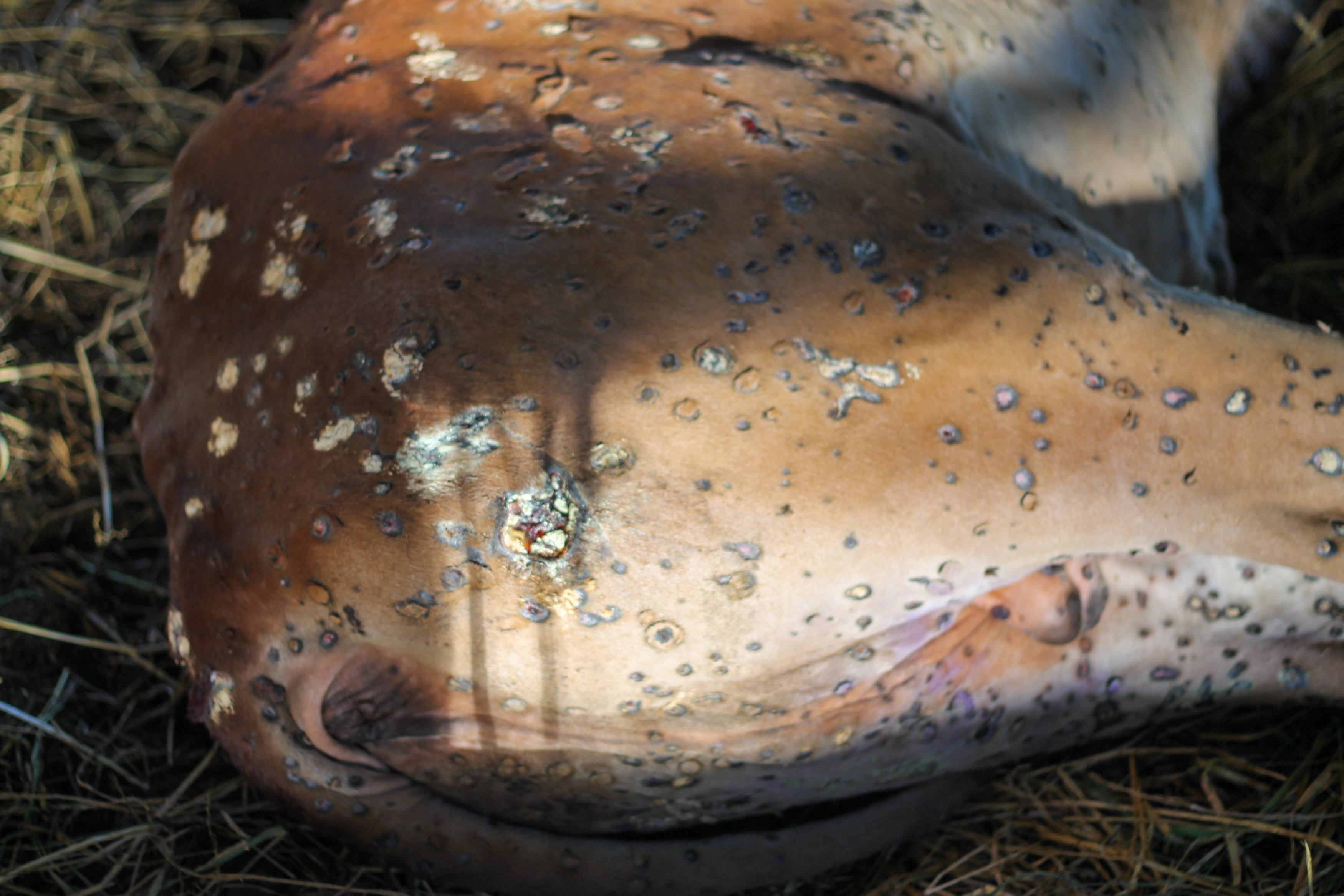 Lumpyskin-Krankheit bei Kühen. Das Kalb hat Lumpyskin, was zu Hautläsionen am ganzen Körper führt.