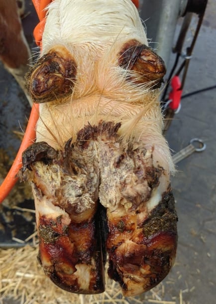 Kuhklaue mit Anzeichen von Mortellaro