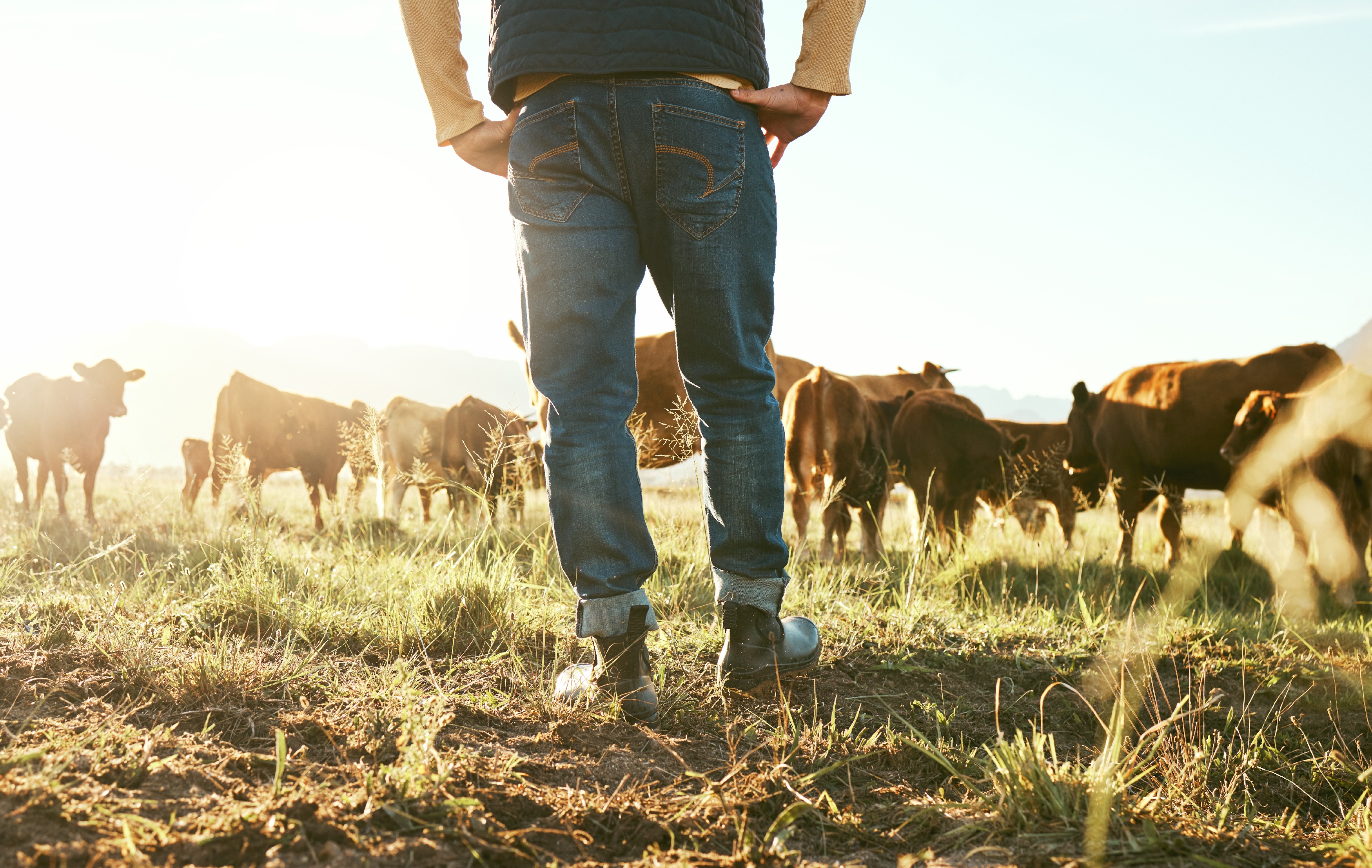 Beine vom Landwirt mit Kuhherde auf Weide