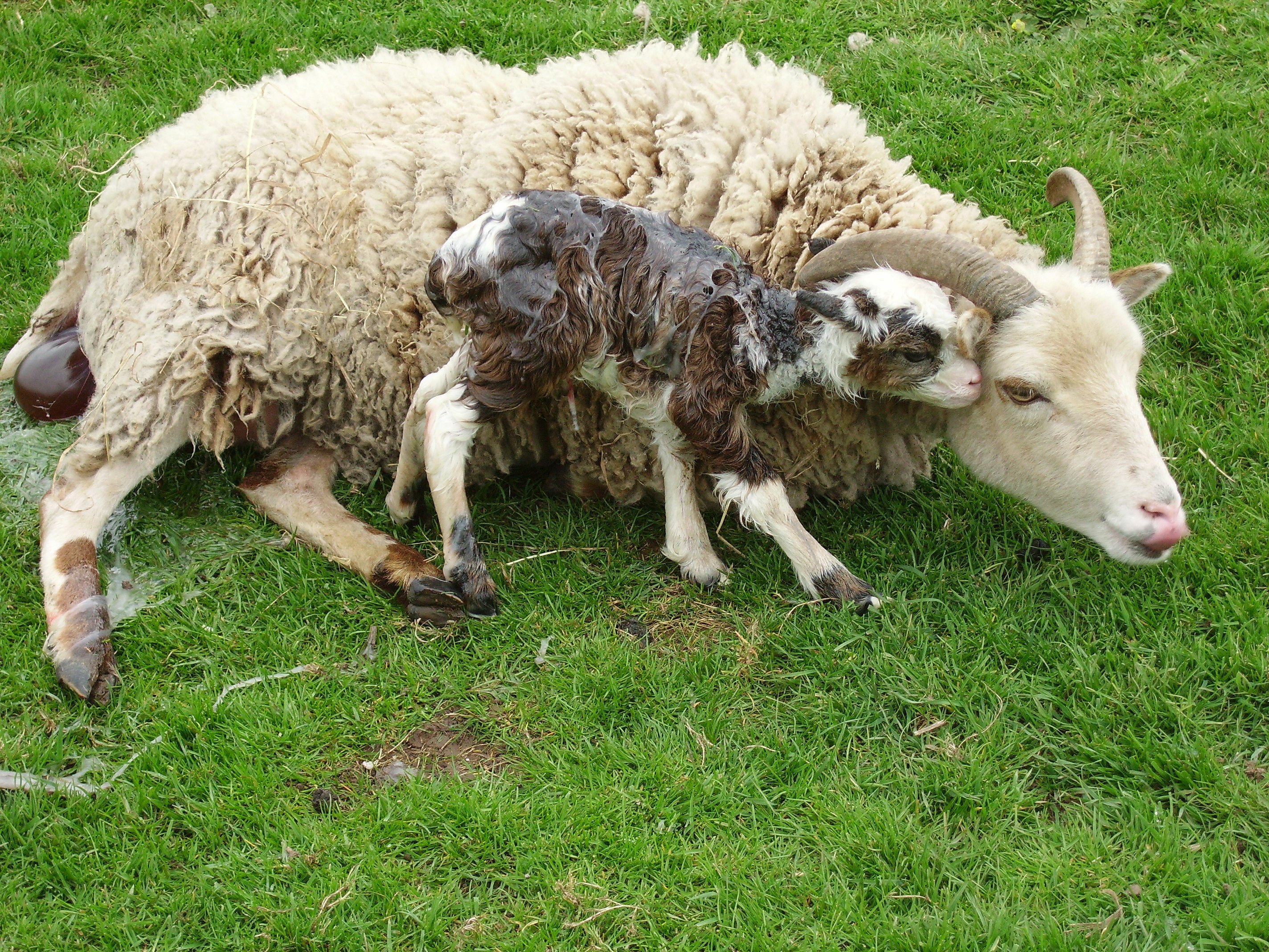 Schaf mit frisch geborenen Lamm