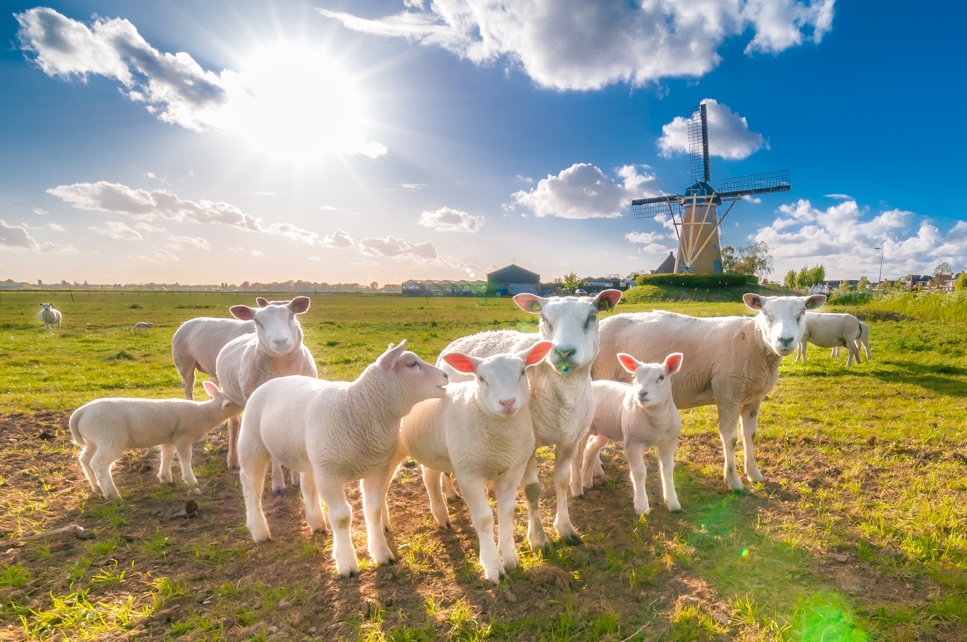 Ziegenherde an Windmühle