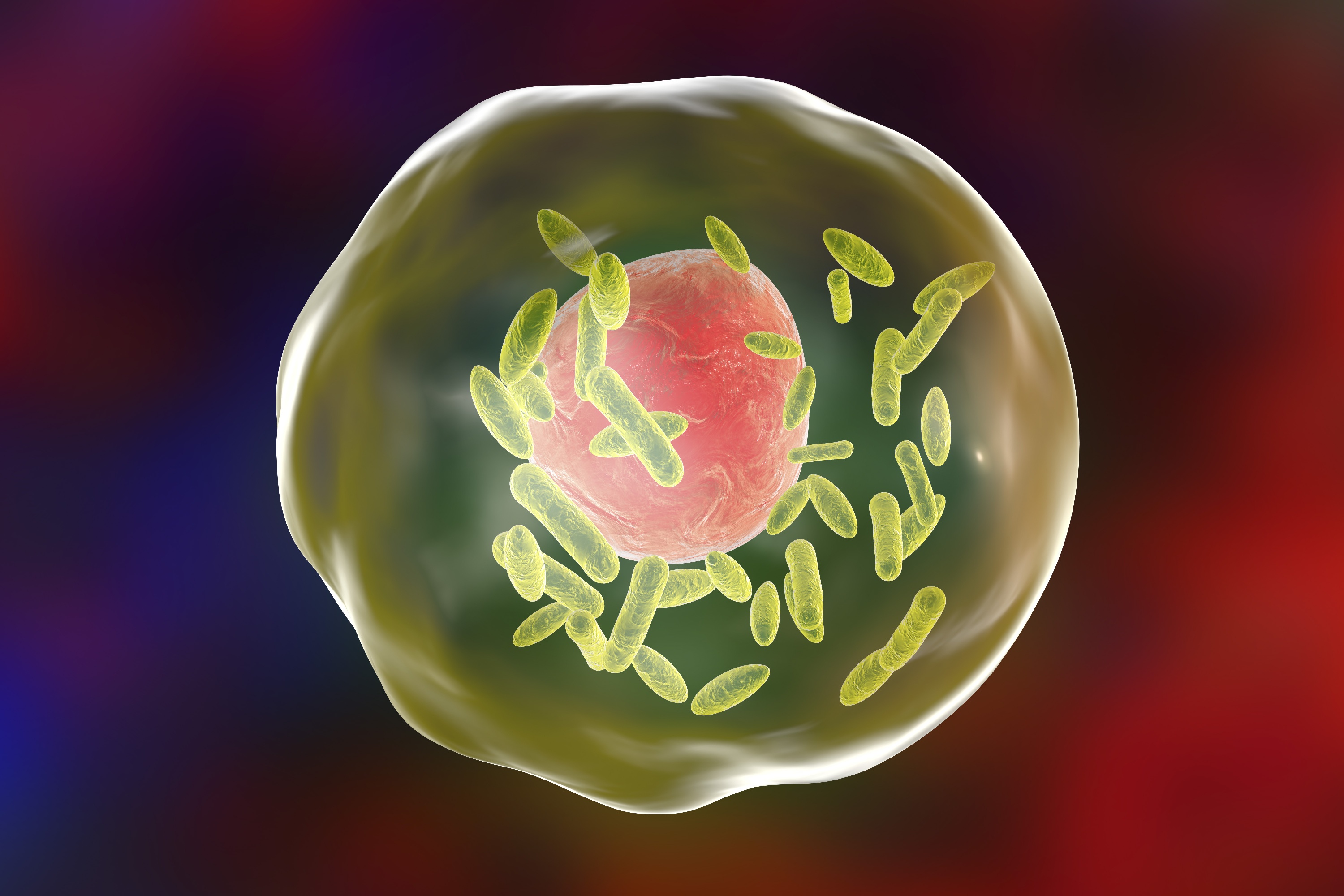 Bacteria Coxiella burnetii