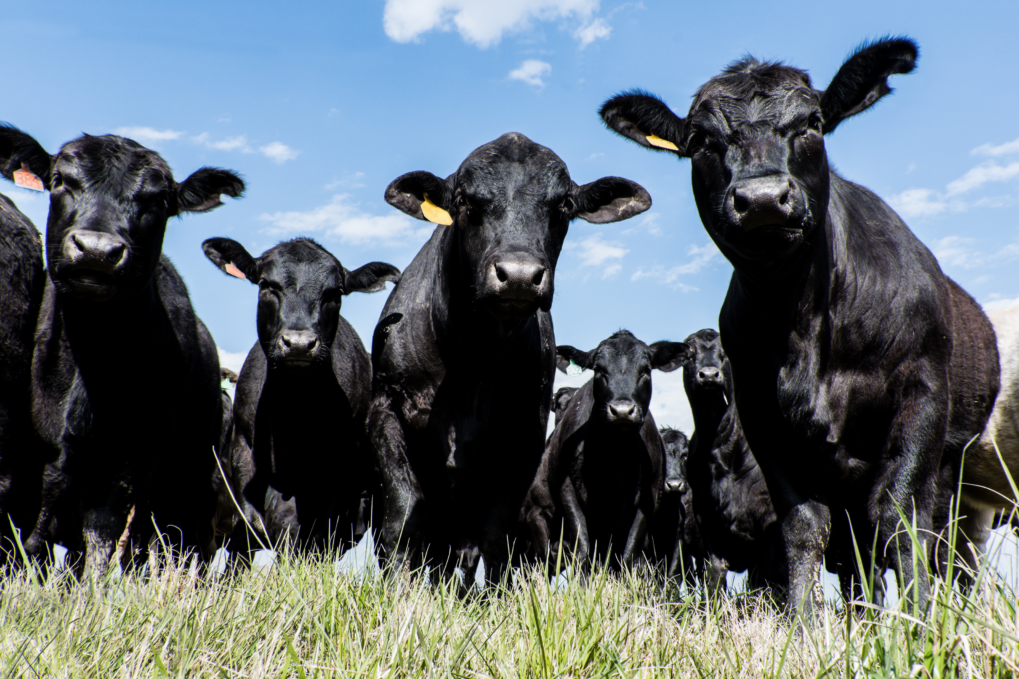 Schwarze Kuhherde auf Weide mit Blick in Kamera