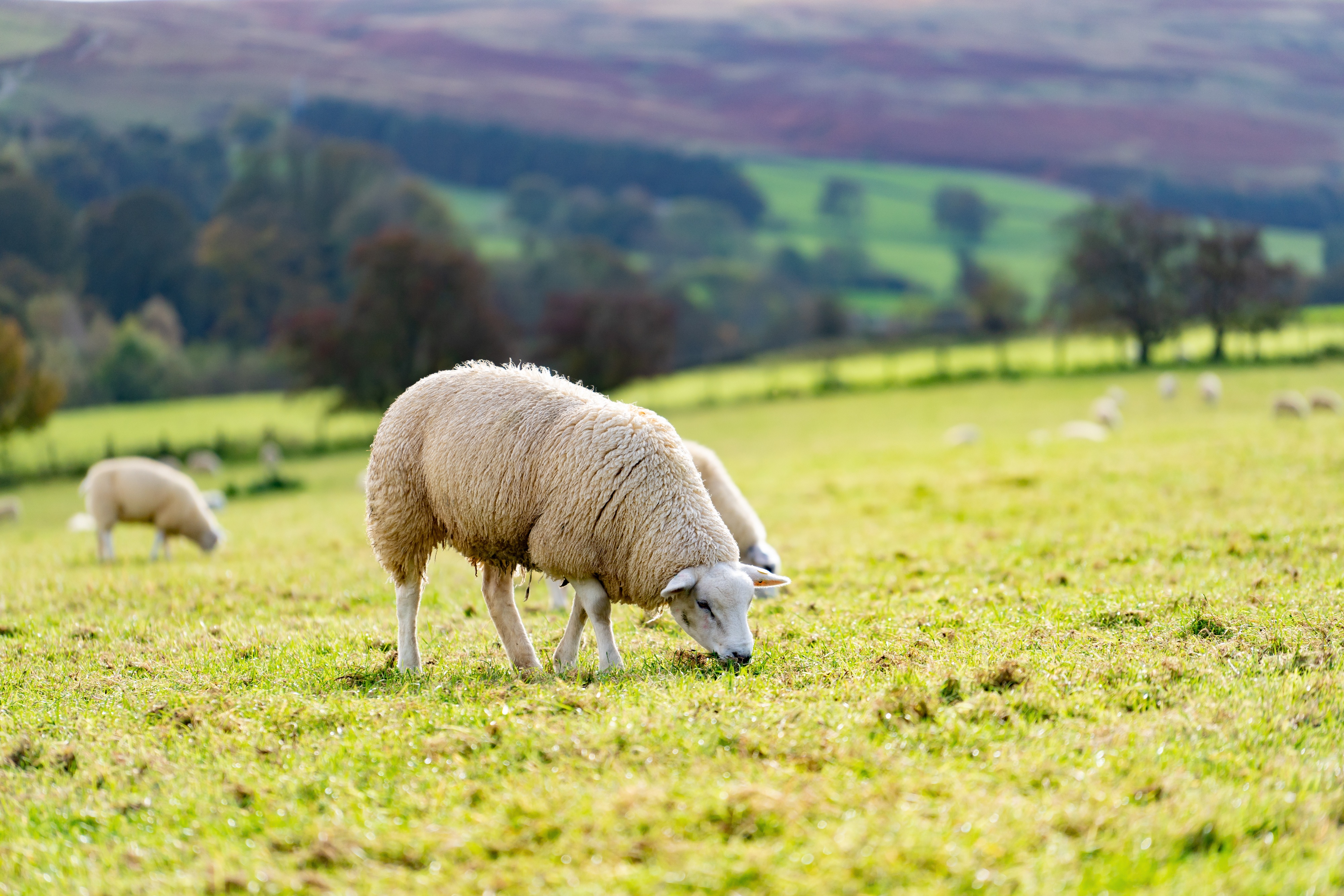 Schaf beim Grasen