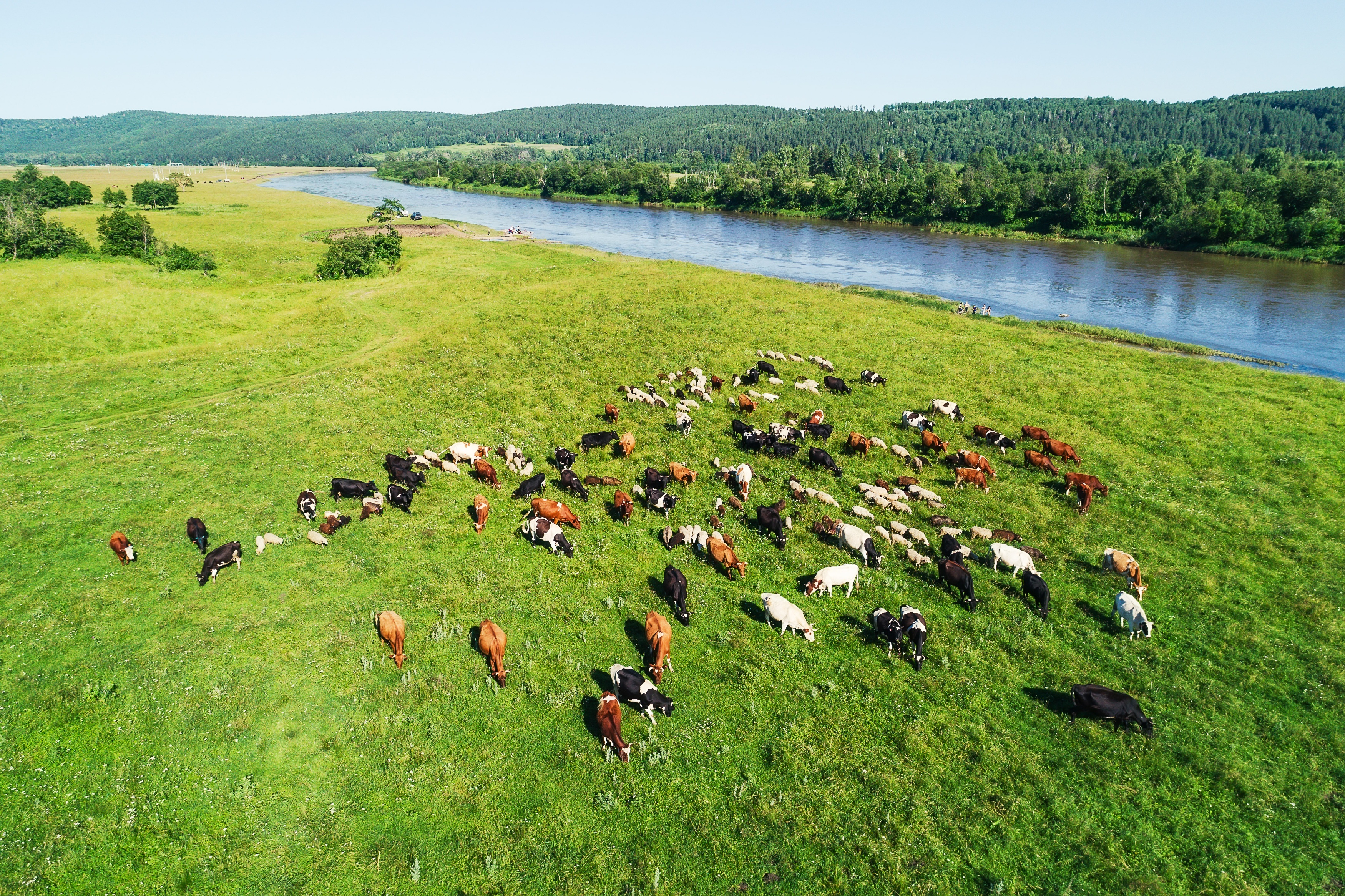 Kuhherde von oben auf der Weide