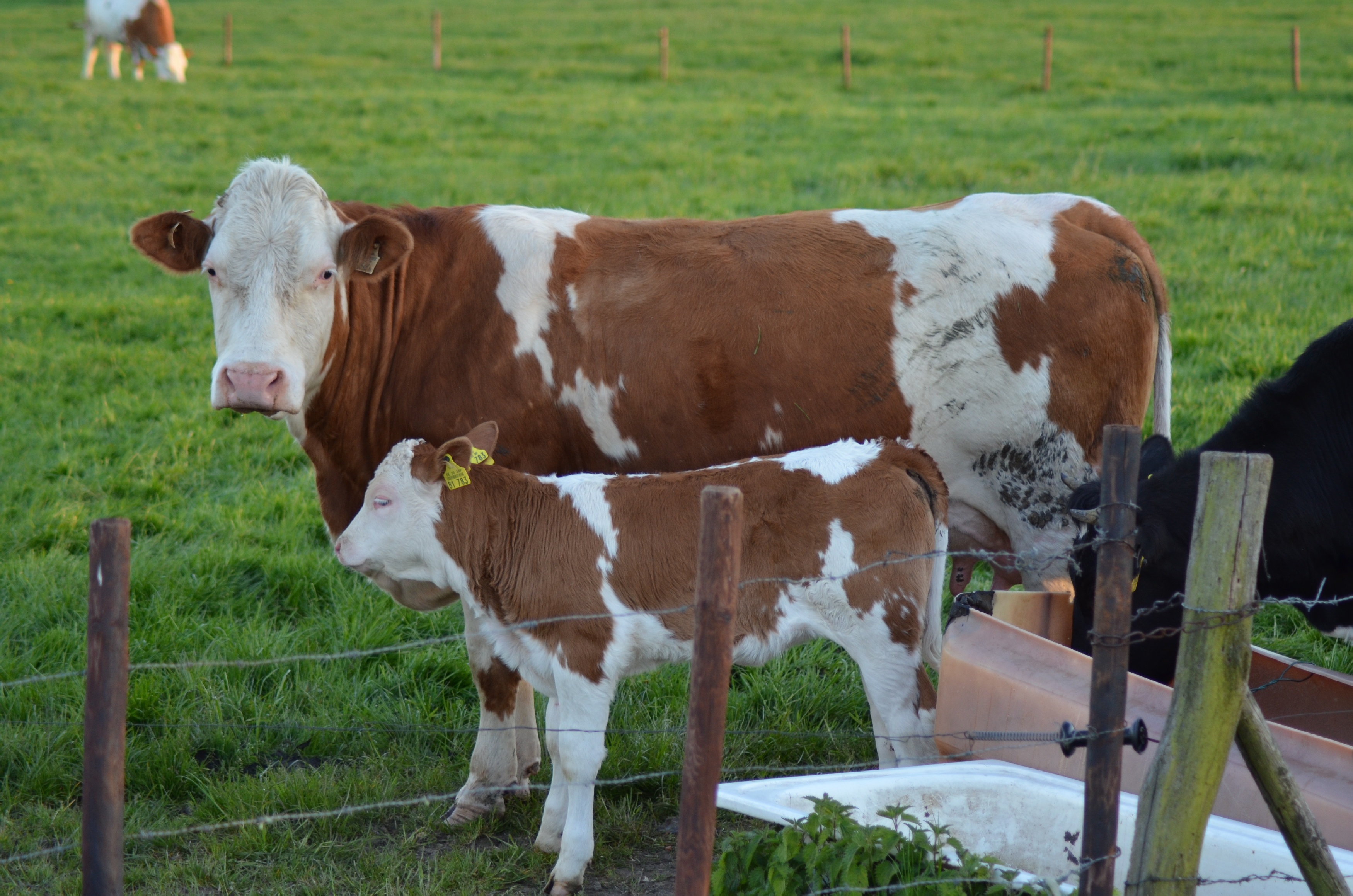 Kalb mit Mutter auf Weide am Zaun