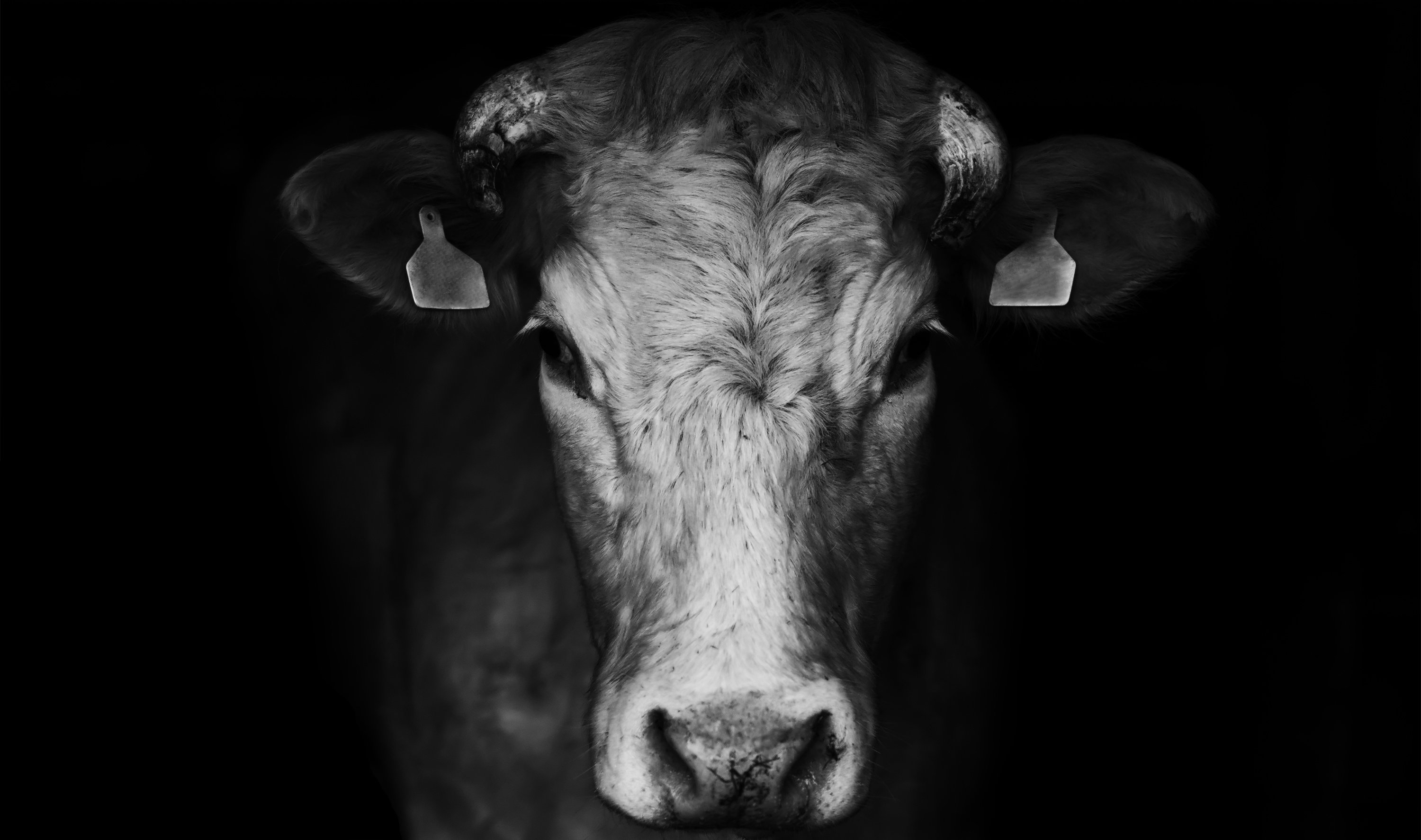 Bild schwarz weiß von einem Rind mit Blick in Kamera