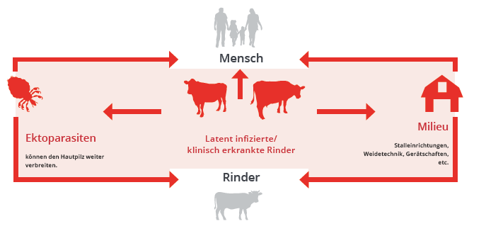 Grafik_Verbreitungswege Rinderflechte