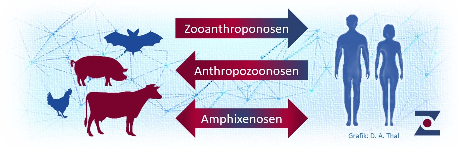 Grafik Übertragungswege von Zoonosen