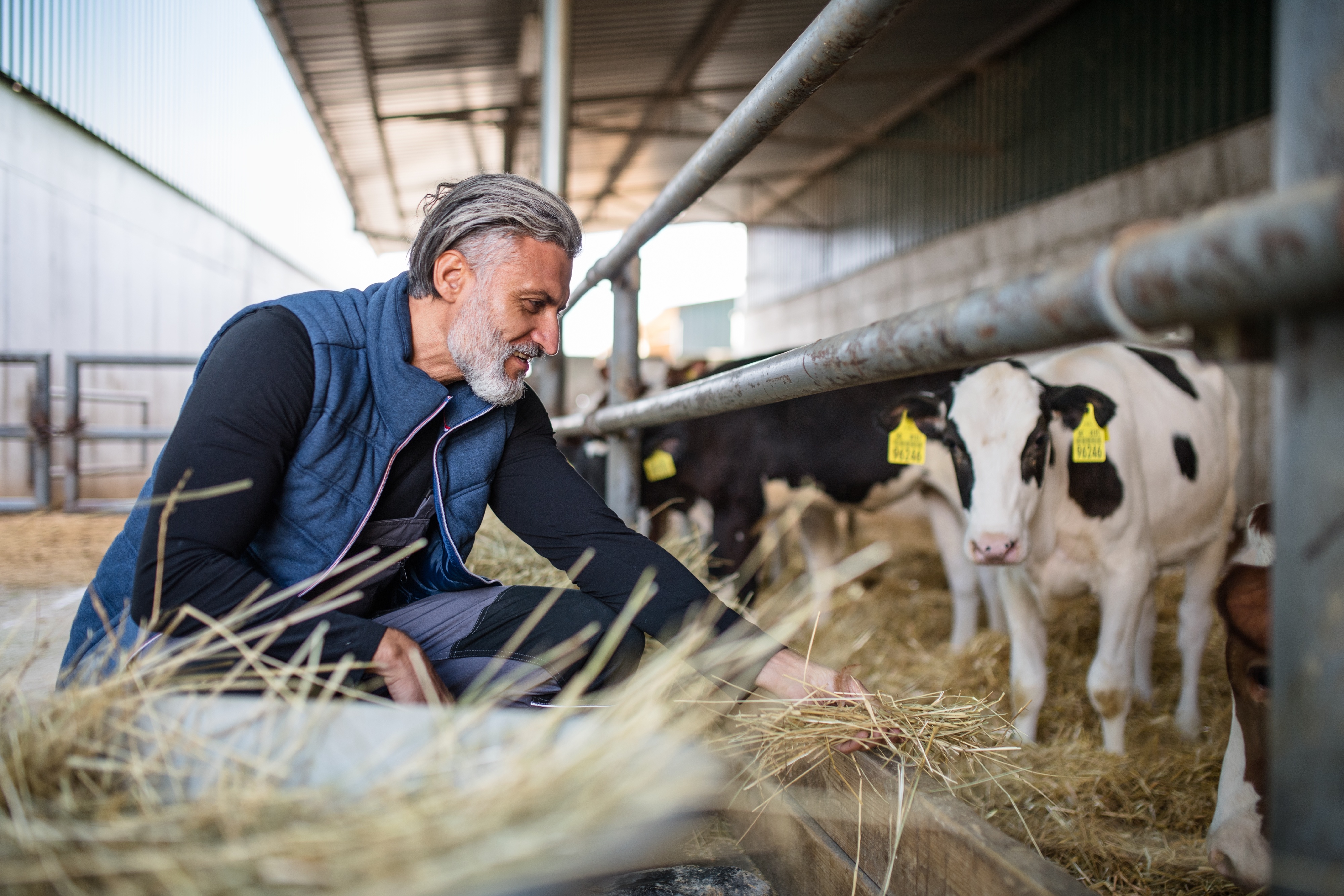 Landwirt hockt vor Kälbern