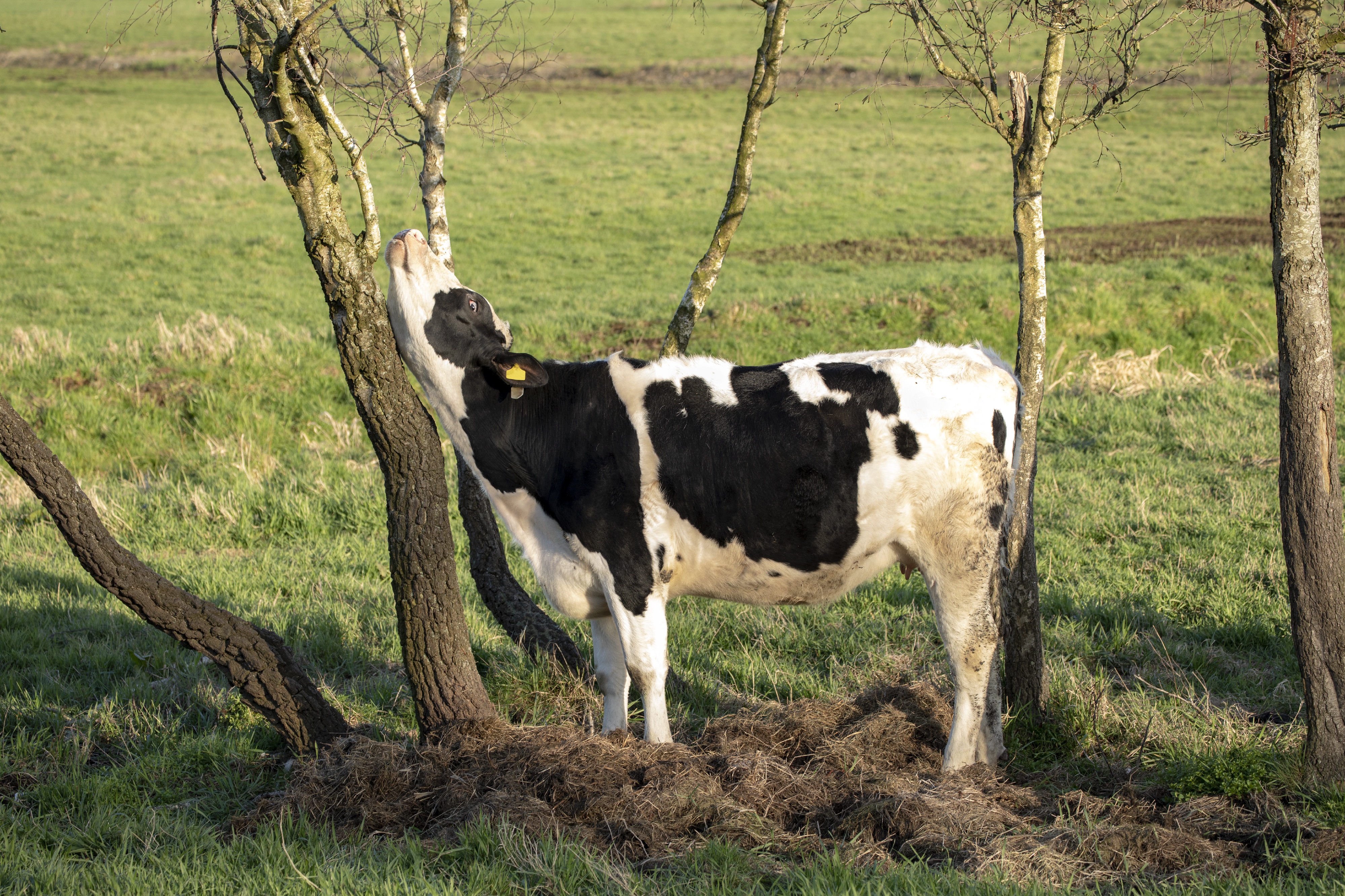 Kuh juckt sich am Baum