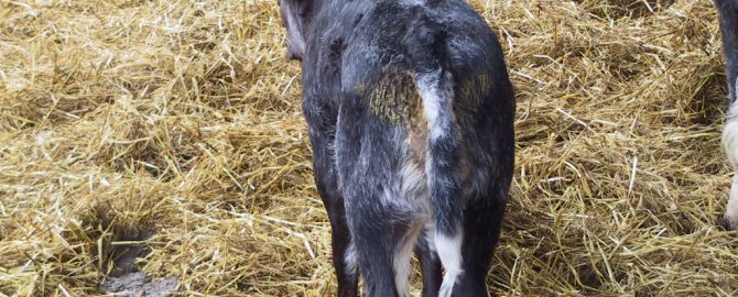 Kalb mit Durchfall