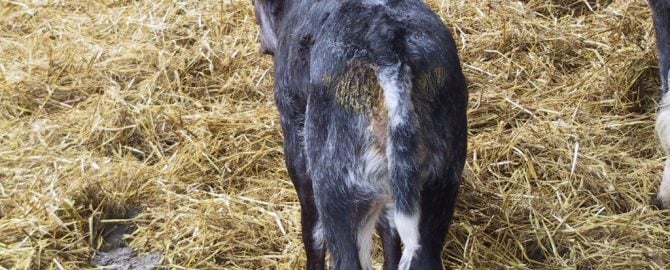 Kalb mit Durchfall