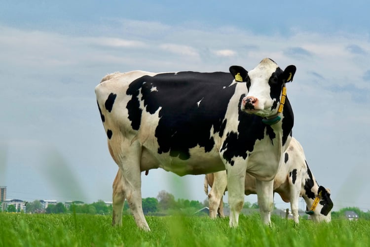 vacas pastando en el campo
