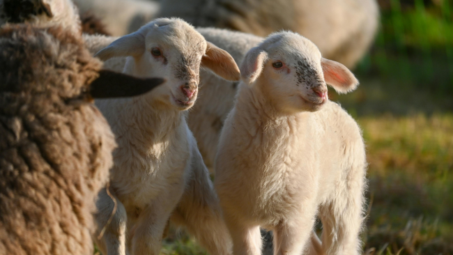 Corderos jóvenes en rebaño ovino durante fase de crecimiento en campo