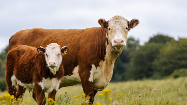 Vaca adulta y ternera en un prado, imagen relacionada con salud reproductiva bovina y prolapso uterino.