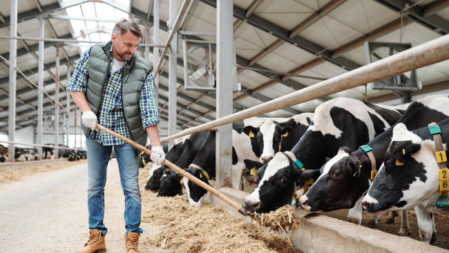 granjero alimentando a su rebaño de vacas con paja en el establo