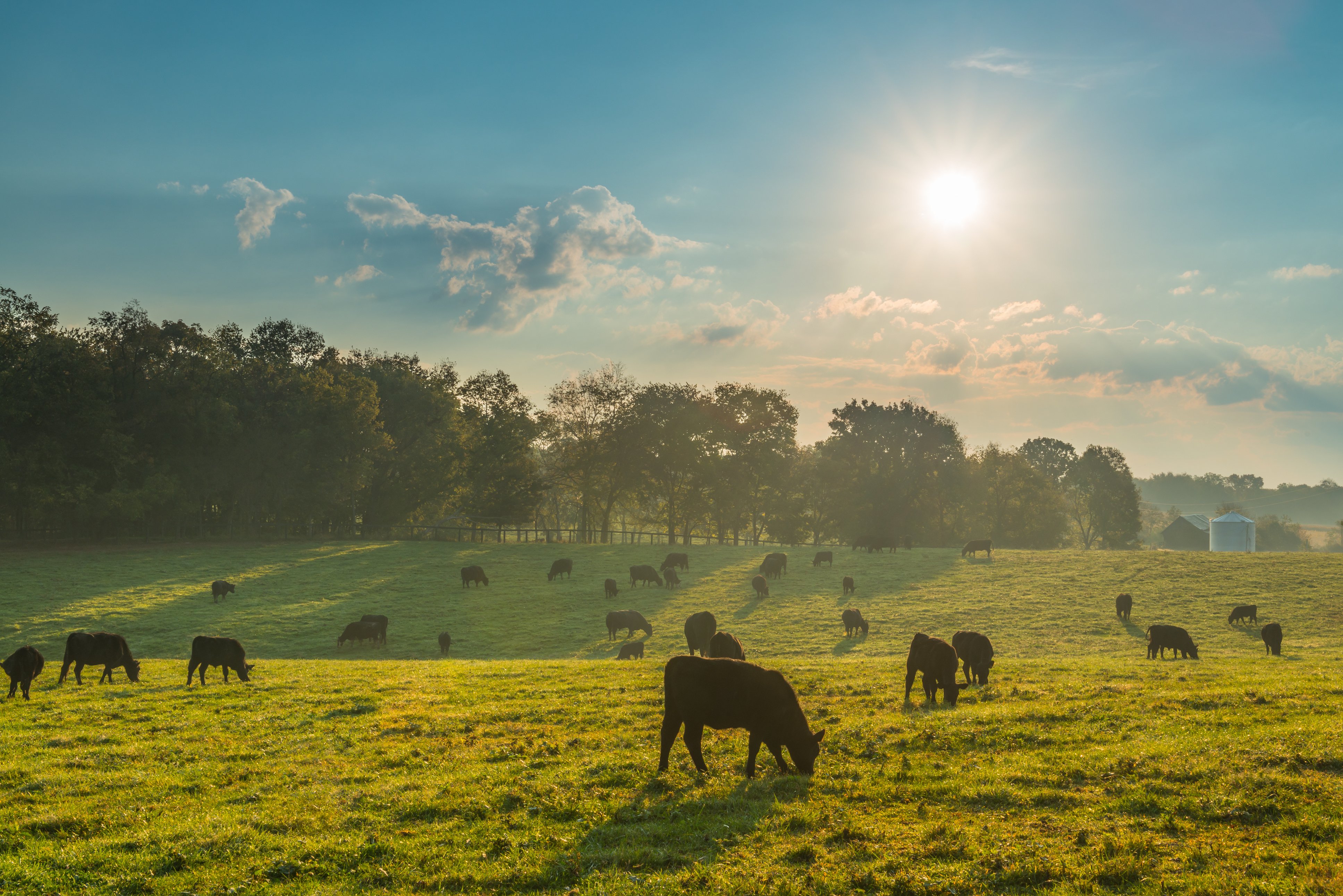 Kühe auf Weide im Sonnenschein