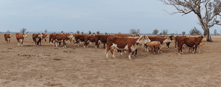 Beef farming