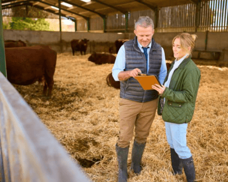 Cattle Feed Formulation nutrition