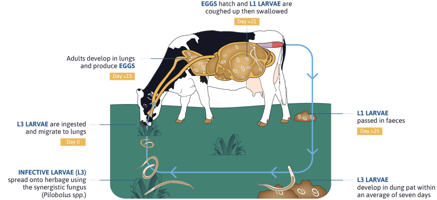 Ceva_Ruminants_Schema_Blog_03