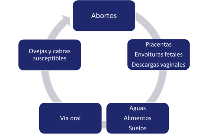 Chlamydia abortus