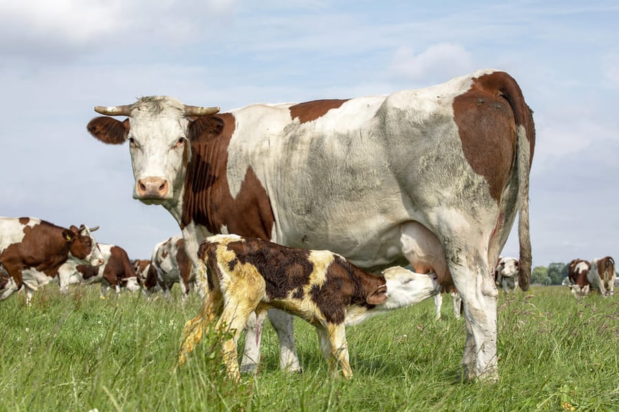 Cow calving 2