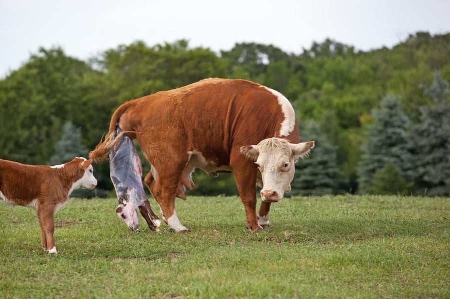 Cow gestation period