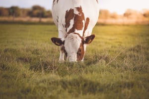 Kuh beim Fressen auf der Weide