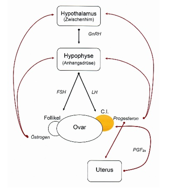 Grafik Brunstzyklus der Kuh