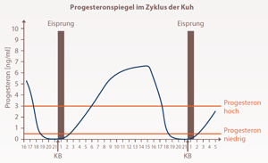 Grafik Progesteronspiegel im Zyklus der Kuh