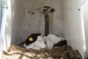 Kalb zusammengekauert im Iglu