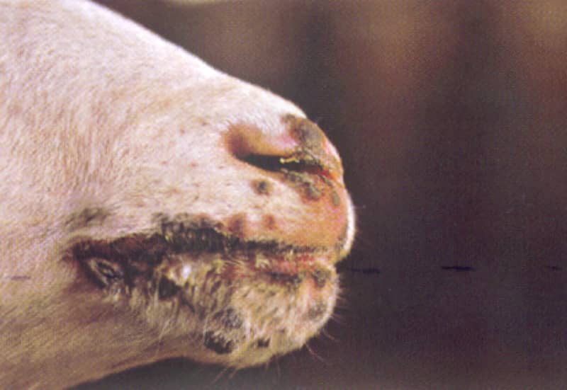 Ectima contagioso ovino